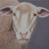 Mouton, acrylique sur toile marouflé sur bois, 25 x 25 cm